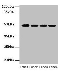Western blot  | All lanes: INHBA antibody at 2µg/ml  | Lane 1: Hela whole cell lysate  | Lane 2: HepG2 whole cell lysate  | Lane 3: A549 whole cell lysate  | Lane 4: MCF-7 whole cell lysate  | Secondary  | Goat polyclonal to rabbit IgG at 1/10000 dilution  | Predicted band size: 48 kDa  | Observed band size: 48 kDa