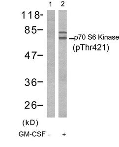 Western blot analysis of extracts from Jurkat cells untreated(lane 1) or treated with GM-CSF(lane 2) using p70 S6 Kinase(Phospho-Thr421) Antibody.Rabbit anti-Human RPS6KB1 Polyclonal Antibody