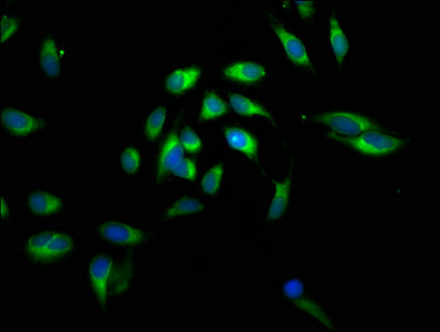 Immunofluorescent analysis of Hela cells using CALR Antibody at dilution of 1:100 and Alexa Fluor 488-congugated AffiniPure Goat Anti-Rabbit IgG(H+L)