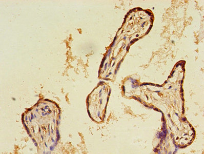 Immunohistochemistry of paraffin-embedded human placenta tissue using the antibody at dilution of 1:100