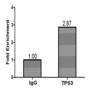 Chromatin Immunoprecipitation Hela (1.2*106) were cross-linked with formaldehyde, sonicated, and immunoprecipitated with 4µg anti-TP53 or a control normal rabbit IgG. The resulting ChIP DNA was quantified using real-time PCR with primers (the antibody against the P21 promoter.Rabbit anti-Human TP53 Polyclonal Antibody