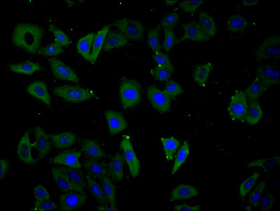 Immunofluorescence staining of Hela cell with NPPB Antibody at 1:30, counter-stained with DAPI. The cells were fixed in 4% formaldehyde and blocked in 10% normal Goat Serum. The cells were then incubated with the antibody overnight at 4C. The secondary antibody was Alexa Fluor 488-congugated AffiniPure Goat Anti-Rabbit IgG(H+L).Rabbit anti-Human NPPB Polyclonal Antibody
