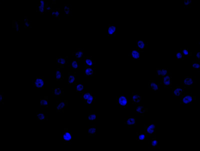 Immunofluorescence staining of Hela cell with 5% goat serum, counter-stained with DAPI. The cells were fixed in 4% formaldehyde and blocked in 10% normal Goat Serum. The cells were then incubated with the antibody overnight at 4C. The secondary antibody was Alexa Fluor 488-congugated AffiniPure Goat Anti-Rabbit IgG(H+L).Rabbit anti-Human NPPB Polyclonal Antibody