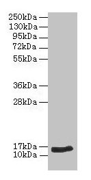 Western blot  | All lanes: NPPB antibody at 2µg/ml + Hela whole cell lysate  | Secondary  | Goat polyclonal to rabbit IgG at 1/10000 dilution  | Predicted band size: 15 kDa  | Observed band size: 15 kDaRabbit anti-Human NPPB Polyclonal Antibody