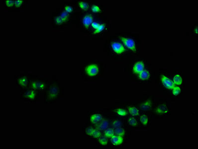 Immunofluorescence staining of PC-3 cells with the antibody at 1:40, counter-stained with DAPI. The cells were fixed in 4% formaldehyde, permeabilized using 0.2% Triton X-100 and blocked in 10% normal Goat Serum. The cells were then incubated with the antibody overnight at 4°C. The secondary antibody was Alexa Fluor 488-congugated AffiniPure Goat Anti-Rabbit IgG(H+L).Rabbit anti-Human RELT Polyclonal Antibody