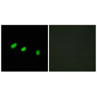 Immunofluorescence analysis of HeLa cells, using TRA-2α antibody.Rabbit anti-Human TRA2A Polyclonal Antibody