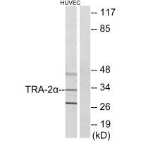 Western blot analysis of extracts from HUVEC cells, using TRA-2α antibody.Rabbit anti-Human TRA2A Polyclonal Antibody