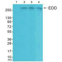 Western blot analysis of extracts from HeLa cells (Lane 2), A549 cells (Lane 3) and HepG2 cells (Lane 4), using EDD antiobdy. The lane on the left is treated with systhesized peptide.Rabbit anti-Human UBR5 Polyclonal Antibody