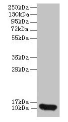 Western blot  | All lanes: CXCL8 antibody at 2µg/ml + 293T whole cell lysate  | Secondary  | Goat polyclonal to rabbit IgG at 1/10000 dilution  | Predicted band size: 12 kDa  | Observed band size: 12 kDaRabbit anti-Human CXCL8 Polyclonal Antibody