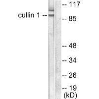 Western blot analysis of extracts from HeLa cells, using Cullin 1 antibody.Rabbit anti-Human CUL1 Polyclonal Antibody
