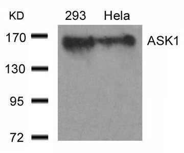 Western blot analysis of extracts from 293 and Hela cells using ASK1(Ab-966) Antibody.
