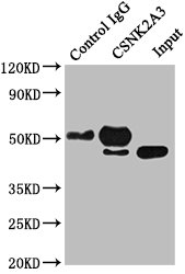 Immunoprecipitating CSNK2A3 in Hela whole cell lysate  | Lane 1: Rabbit control IgG instead of CSNK2A3 Antibody in Hela whole cell lysate. For western blotting, a HRP-conjugated Protein G antibody was used as the secondary antibody (1/50000)  | Lane 2: CSNK2A3 Antibody (5µg) + Hela whole cell lysate (0.5mg)  | Lane 3: Hela whole cell lysate (20µg)Rabbit anti-Human CSNK2A3 Polyclonal Antibody