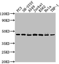 Western Blot  | Positive WB detected in: PC3 whole cell lysate, SH-SY5Y whole cell lysate, A549 whole cell lysate, Jurkat whole cell lysate, K562 whole cell lysate, Hela whole cell lysate, THP-1 whole cell lysate  | All lanes: CSNK2A3 antibody at 1:2000  | Secondary  | Goat polyclonal to rabbit IgG at 1/50000 dilution  | Predicted band size: 46 kDa  | Observed band size: 46 kDaRabbit anti-Human CSNK2A3 Polyclonal Antibody