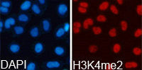 Immunofluorescence analysis of 293T cell using  H3K4me2antibody. Blue: DAPI for nuclear staining.Rabbit anti-Human HIST3H3 Polyclonal Antibody