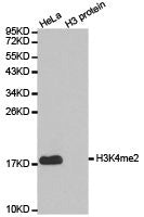Western blot analysis of extracts of HeLa cell line and H3 protein expressed in E.coli., using H3K4me2 antibody.Rabbit anti-Human HIST3H3 Polyclonal Antibody