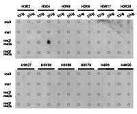 Dot-blot analysis of all sorts of methylation peptides using H3K4me3 antibody.Rabbit anti-Human HIST3H3 Polyclonal Antibody