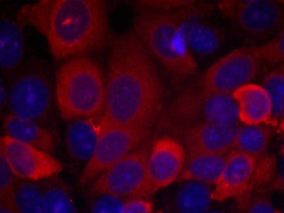 Immunofluorescence staining of methanol-fixed MCF7 cells using PDK1(Ab-241) Antibody.Rabbit anti-Human PDPK1 Polyclonal Antibody