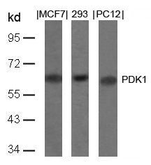 Western blot analysis of extracts from MCF, 293 and PC12 cells using PDK1(Ab-241) Antibody.Rabbit anti-Human PDPK1 Polyclonal Antibody