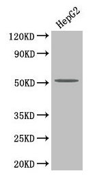 Western Blot  | Positive WB detected in: HepG2 whole cell lysate  | All lanes: PLA2G7 antibody at 4µg/ml  | Secondary  | Goat polyclonal to rabbit IgG at 1/50000 dilution  | Predicted band size: 51 kDa  | Observed band size: 51 kDaRabbit anti-Human PLA2G7 Polyclonal Antibody