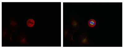 Immunofluorescence staining of methanol-fixed Hela cells showing centrosome and nuclear staining using p44/42 MAP Kinase (Phospho-Tyr204) Antibody.