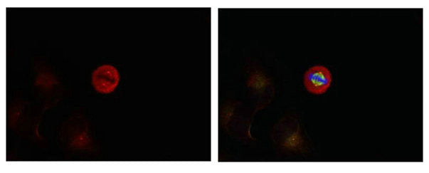 Immunofluorescence staining of methanol-fixed Hela cells showing centrosome and nuclear staining using p44/42 MAP Kinase (Phospho-Tyr204) Antibody.
