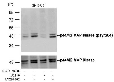 Western blot analysis of extracts from SK-BR-3 cells, treated with insulin and EGF, and pretreated with U0126 and LY294002 cells using p44/42 MAP Kinase (Phospho-Tyr204) Antibody.