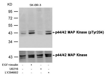 Western blot analysis of extracts from SK-BR-3 cells, treated with insulin and EGF, and pretreated with U0126 and LY294002 cells using p44/42 MAP Kinase (Phospho-Tyr204) Antibody.