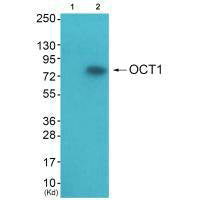 Western blot analysis of extracts from  A549 cells (Lane 2), using OCT1 antiobdy. The lane on the left is treated with systhesized peptide.Rabbit anti-Human POU2F1 Polyclonal Antibody