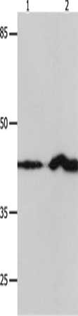 Gel: 12%SDS-PAGE, Lysate: 30 μg, Lane 1-2: NIH/3T3 cells, Jurkat cells, Primary antibody: IRF1 Antibody(IRF1 Antibody) at dilution 1/750, Secondary antibody: Goat anti rabbit IgG at 1/8000 dilution, Exposure time: 1 minute
