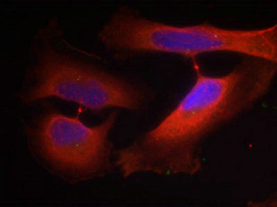 Immunofluorescence staining of methanol-fixed Hela cells using Keratin 8(Phospho-Ser74) Antibody.