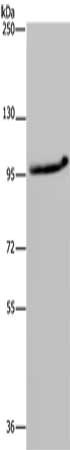 Gel: 6%SDS-PAGE, Lysate: 40 μg, Lane: LO2 cells, Primary antibody: MAP3K11 Antibody(MAP3K11 Antibody) at dilution 1/400, Secondary antibody: Goat anti rabbit IgG at 1/8000 dilution, Exposure time: 40 seconds