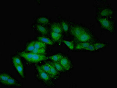 Immunofluorescent analysis of Hela cells using BMP2 Antibody at dilution of 1:100 and Alexa Fluor 488-congugated AffiniPure Goat Anti-Rabbit IgG(H+L)