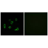 Immunofluorescence analysis of HuvEc cells, using ATG4C antibody.