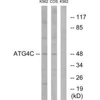 Western blot analysis of extracts from K562 cells and COS7 cells, using ATG4C antibody.