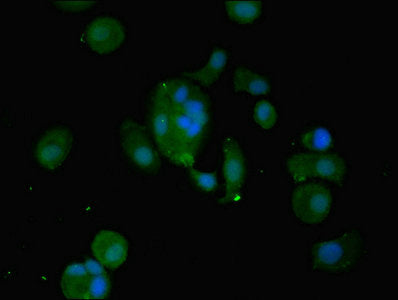 Immunofluorescent analysis of MCF-7 cells using WFDC2 Antibody at dilution of 1:100 and Alexa Fluor 488-congugated AffiniPure Goat Anti-Rabbit IgG(H+L)Rabbit anti-Human WFDC2 Polyclonal Antibody