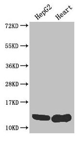 Western Blot  | Positive WB detected in: HepG2 whole cell lysate, Mouse heart tissue  | All lanes: WFDC2 antibody at 4µg/ml  | Secondary  | Goat polyclonal to rabbit IgG at 1/50000 dilution  | Predicted band size: 13, 9, 12 kDa  | Observed band size: 13 kDaRabbit anti-Human WFDC2 Polyclonal Antibody