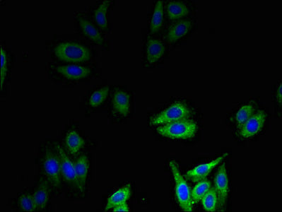 Immunofluorescent analysis of HepG2 cells using DEFB1 Antibody at dilution of 1:100 and Alexa Fluor 488-congugated AffiniPure Goat Anti-Rabbit IgG(H+L)Rabbit anti-Human DEFB1 Polyclonal Antibody