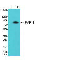 Western blot analysis of extracts from colo cells (Lane 2), using FAP-1 antiobdy. The lane on the left is treated with synthesized peptide.Rabbit anti-Human FAP Polyclonal Antibody