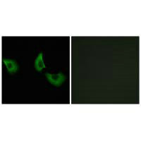 Immunofluorescence analysis of A549 cells, using EFEMP2 antibody.Rabbit anti-Human EFEMP2 Polyclonal Antibody