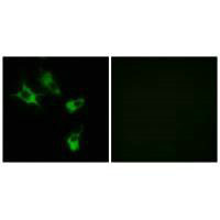 Immunofluorescence analysis of COS-7 cells, using MAST4 antibody.