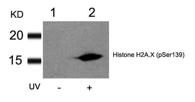 Western blot analysis of extracts from HT29 cells untreated(lane 1) or treated with UV(lane 2) using Histone H2A.X(Phospho-Ser139) Antibody.Rabbit anti-Human H2AFX Polyclonal Antibody