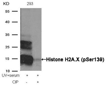 Western blot analysis of extracts from 293 cells, treated with UV+serum or calf intestinal phosphatase (CIP), using Histone H2A.X (Phospho-Ser139) Antibody.Rabbit anti-Human H2AFX Polyclonal Antibody