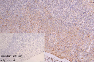 Immunohistochemistry of paraffin-embedded human placenta tissue using the antibody at dilution of 1:100Rabbit anti-Human CD9 Polyclonal Antibody