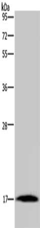Gel: 10%SDS-PAGE, Lysate: 40 μg, Lane: Mouse heart tissue, Primary antibody: MARVELD1 Antibody(MARVELD1 Antibody) at dilution 1/300, Secondary antibody: Goat anti rabbit IgG at 1/8000 dilution, Exposure time: 10 minutes