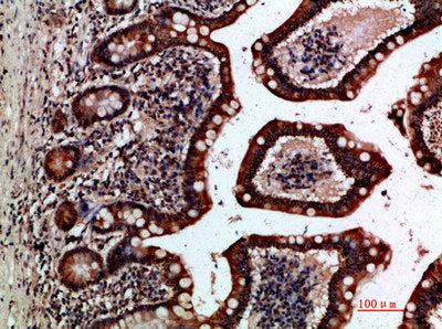Immunohistochemical analysis of paraffin-embedded human-small-intestine, antibody was diluted at 1:200Rabbit anti-Human GREM2 Polyclonal Antibody