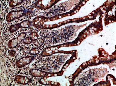 Immunohistochemical analysis of paraffin-embedded human-small-intestine, antibody was diluted at 1:200Rabbit anti-Human GREM2 Polyclonal Antibody