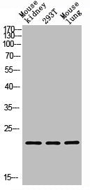 Western blot analysis of Mouse kidney, 293T, Mouse lung, antibody was diluted at 1000. Secondary antibody  was diluted at 1:20000Rabbit anti-Human GREM2 Polyclonal Antibody