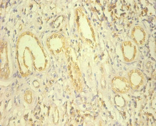 Immunohistochemistry of paraffin-embedded human kidney tissue using the antibody at dilution of 1:100Rabbit anti-Human HSP90B1 Polyclonal Antibody
