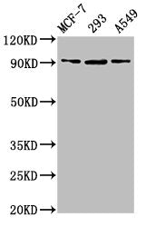 Western Blot  | Positive WB detected in: MCF-7 whole cell lysate, 293 whole cell lysate, A549 whole cell lysate  | All lanes: HSP90B1 antibody at 6.3µg/ml  | Secondary  | Goat polyclonal to rabbit IgG at 1/50000 dilution  | Predicted band size: 93 kDa  | Observed band size: 93 kDaRabbit anti-Human HSP90B1 Polyclonal Antibody