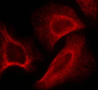 Immunofluorescence staining of methanol-fixed Hela cells showing cytoplasmic, centrosomal and nuclear staining using p70 S6 Kinase(Phospho-Ser424) Antibody.Rabbit anti-Human RPS6KB1 Polyclonal Antibody